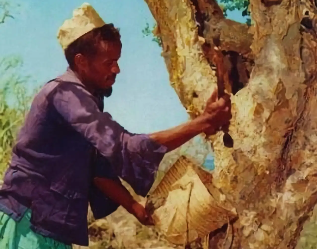 Man Harvesting Frankincense